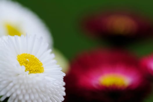 Daisy hybrids
