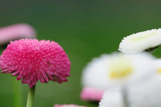 Daisy hybrids