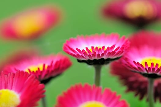 Daisy hybrids