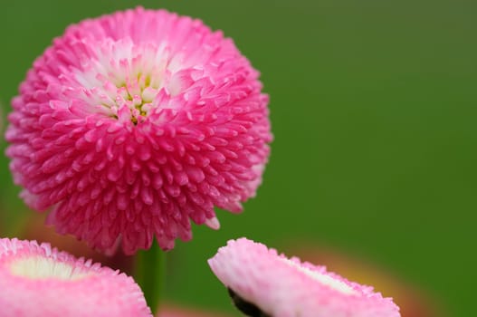 Daisy hybrids