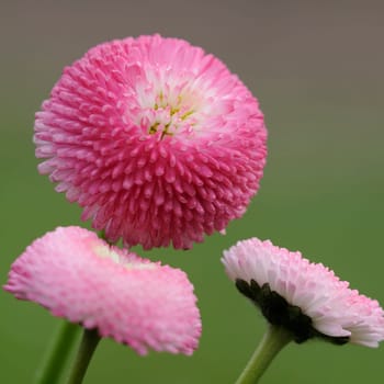 Daisy hybrids