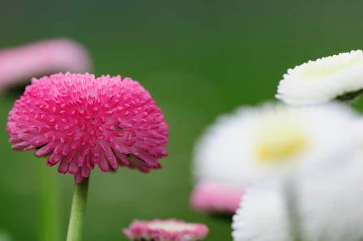 Daisy hybrids