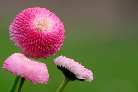 Daisy hybrids