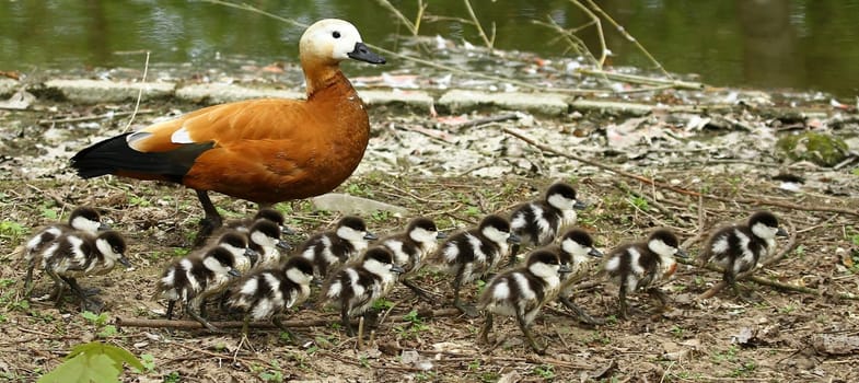 Rusty goose family