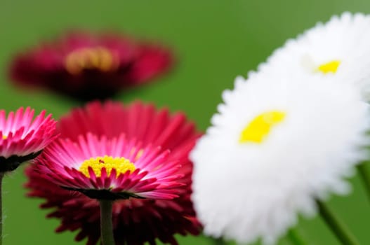 Daisy hybrids