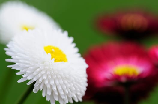 Daisy hybrids