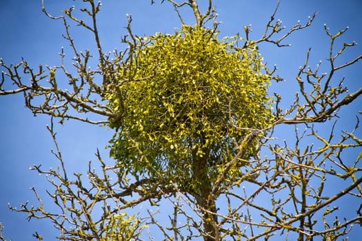 Mistletoe on a tree