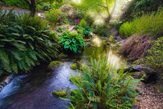 Stream Flowing Under the Wooden Bridge Arches with Ferns Hostas and Bog Plants at Crystal Springs Rhododendron Garden