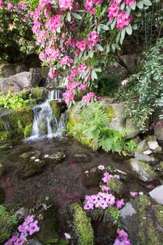 Rhododendron Pink Flowers Blooming Over Waterfall at Crystal Springs Garden in Spring