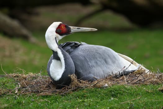 Breeding Common Crane