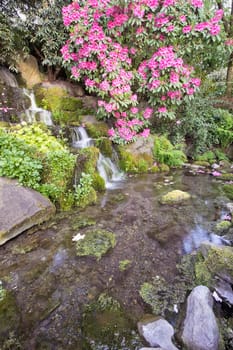 Rhododendron Pink Flowers Blooming Over Waterfall and Pond at Crystal Springs Garden in Spring