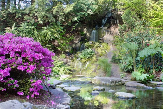 Azaleas Blooming by Waterfall at Crystal Springs Rhododendron Garden in Spring