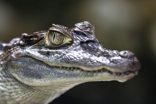 Caiman