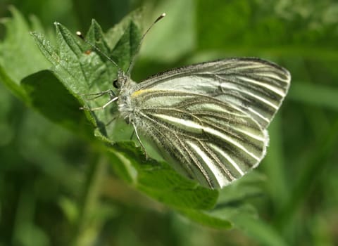 Green-veined white