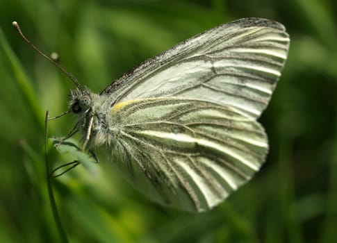 Green-veined white