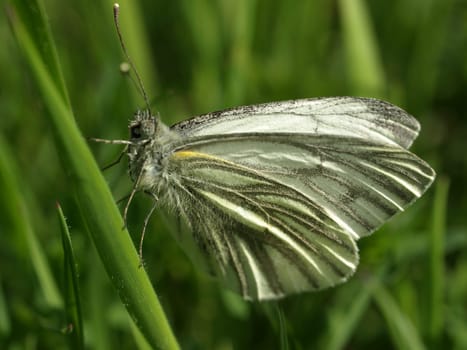 Green-veined white