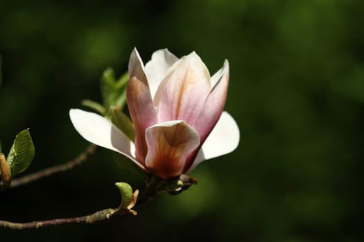 Magnolia Blossom