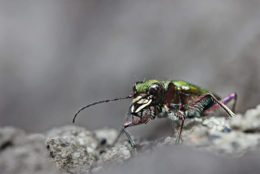 Field Sandpiper (Cicindela campestris)