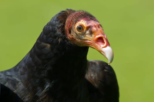 Turkey vulture