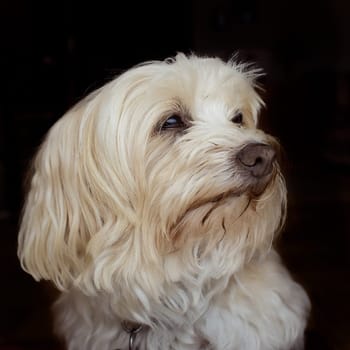 Portrait of a 10 year old Havanese,white and long-haired in front of a black background.