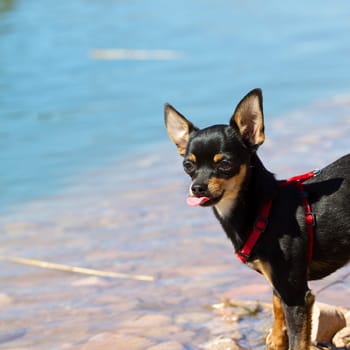 A dark,small dog - Pinscher on the beach of a lake. In the sunshine he shows his tongue after drinking from the lake.