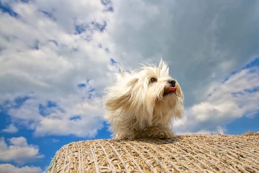 Dog - Havanese about to jump,in the background a blue sky with dramatic clouds.