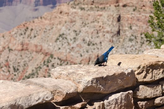 blue woodpecker in the Grand Canyon in Arizona in the United States of America