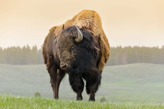 bison in Yellowstone National Park in Wyoming