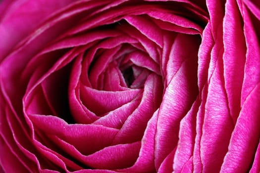 Close-up of a ranunculus flower