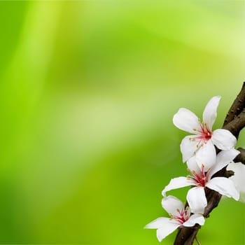 TUNG TREE FLOWER IN May for adv or others purpose use