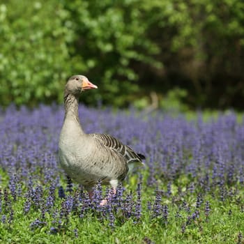 Details of a greylag goose in grass and wildflowers.