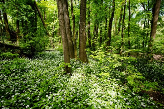 Forest with wild garlic,nature in spring