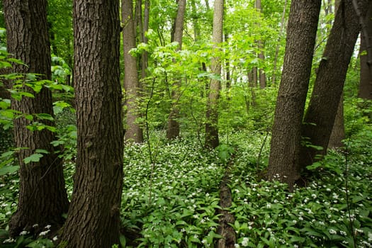 Forest with wild garlic,nature in spring