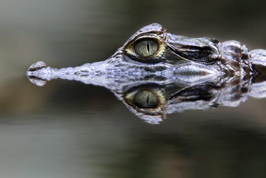 Caiman
