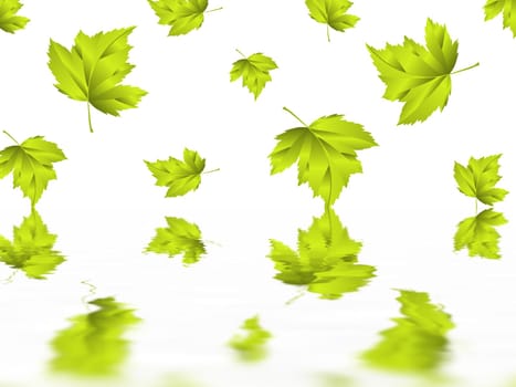 Leaf