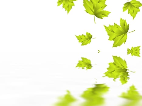 Leaf