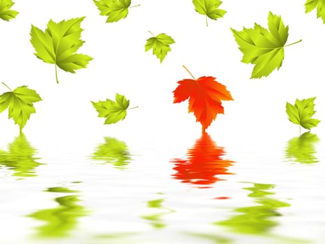 Leaf
