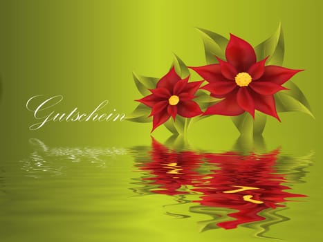 poinsettia
