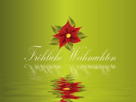 poinsettia