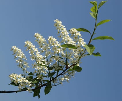 Black cherry blossoms