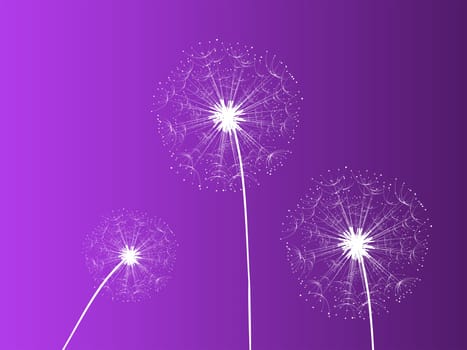 Dandelion