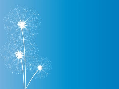 Dandelion