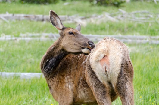 deer in Yellowstone National Park in Wyoming