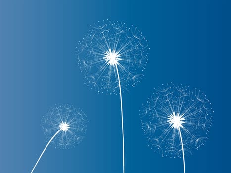 Dandelion