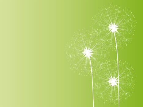 Dandelion