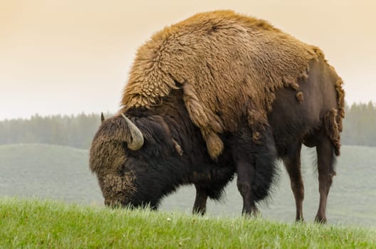 bison in Yellowstone National Park in Wyoming