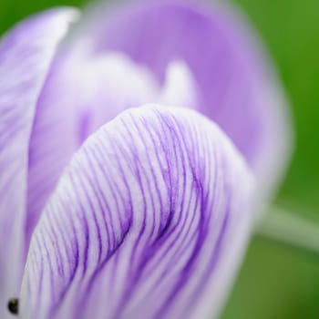 crocuses