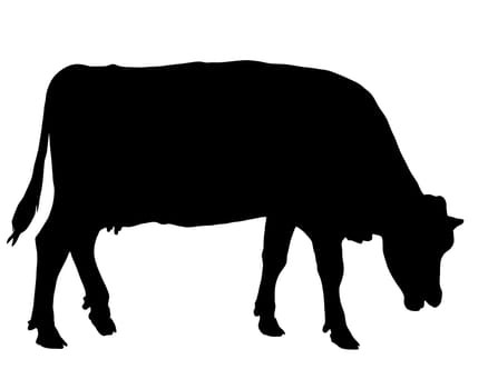 Grazing cow