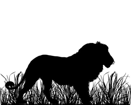 Loewe in the savannah