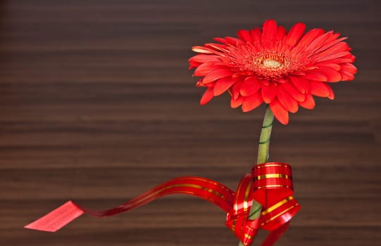close up pohoto of the red flower